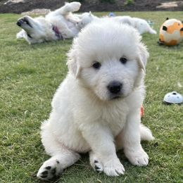 Border Collies and Maremma Sheepdogs from Sweet Clover Creek Farm