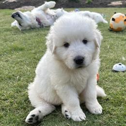 Border Collies and Maremma Sheepdogs from Sweet Clover Creek Farm