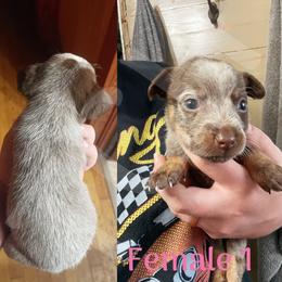 Australian Cattle Dog Puppies from Twisted C Heelers