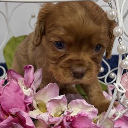 Rosie - Ruby female Cavalier King Charles Spaniel puppy in Avoca, New York from Palladino’s Cavaliers of Upstate NY