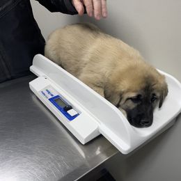Anatolian Shepherd Dog Puppies from Smithville Hay Livestock Guardian Dogs