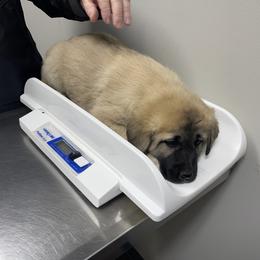 Anatolian Shepherd Dog Puppies from Smithville Hay Livestock Guardian Dogs