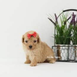 Regina (Red Collar Female) - Apricot female Cavapoo puppy in Republic, Missouri from Red Skye Puppies