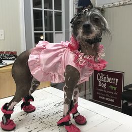 Kramer - Chinese Crested