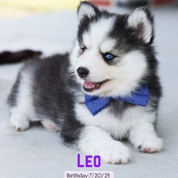 Leo - Blue Eyes Est 15lbs - Black and white male Pomsky puppy in Hurleyville, New York from My Crazy Pomskys