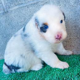 Aurora - Blue merle female Australian Shepherd puppy in Harrison, Arkansas from Von Struve Australian Shepherds