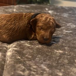 Boy 3 - Red male Cavapoo puppy in Pendleton, Oregon from Columbia Basin Cavapoos