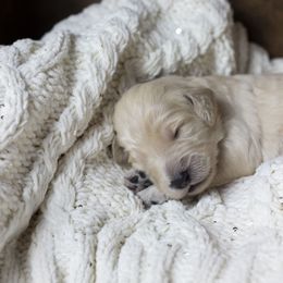Bernedoodle and Goldendoodle Puppies from Gold Diamond Pup