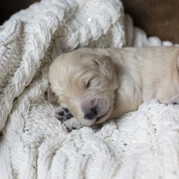 Bernedoodle and Goldendoodle Puppies from Gold Diamond Pup