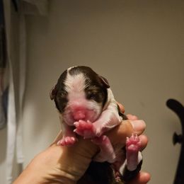 Vixen - Red tri female Toy Australian Shepherd puppy in Crooksville, Ohio from West View Toy Aussies