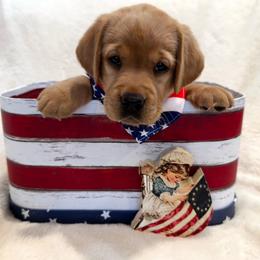 Betsy - Yellow female Labrador Retriever puppy in Queen Creek, Arizona from Lucy’s Labradors