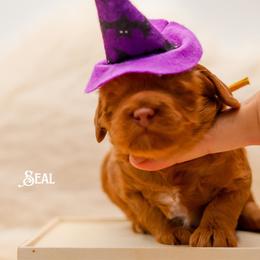 Seal - Red female Australian Labradoodle puppy in Redding, California from Shasta Royal Monroe Puppies