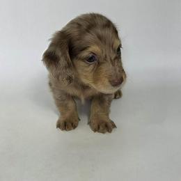 Saint - Dapple male Dachshund puppy in Dinwiddie, Virginia from White Oak Kennels