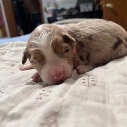 Pink - Red merle female Australian Shepherd puppy in Bethel, Minnesota from Aussie Tree-O