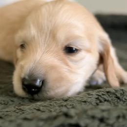 Leo - Cream male Dachshund puppy in Tucson, Arizona from Crowned Doxies