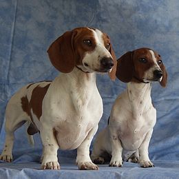 Dachshunds from Petalpusher Miniature Dachshunds