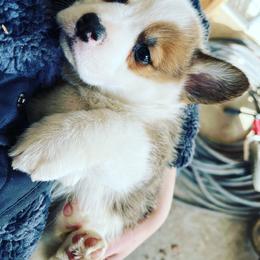 Pembroke Welsh Corgi Puppies from Enok Corgis