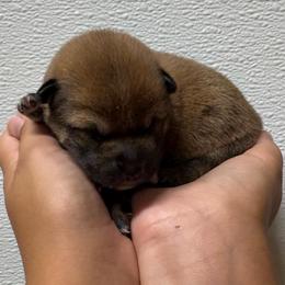 Spencer - Sesame male Shiba Inu puppy in Covington, Ohio from Rustic Country Shibas