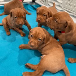 Vizsla Puppies from Dollys Rust Red Vizslas