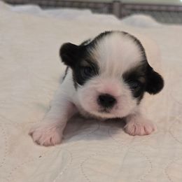 Boy no collar Rosey - Tricolor male Shih Tzu puppy in Missouri from Farm Animal Mommy Shih tzu's