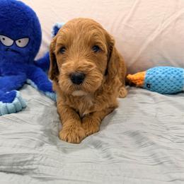 Boy 2 Lilo - Red  male Goldendoodle puppy in Anthem/Phoenix, Arizona from Ironwood Doodles