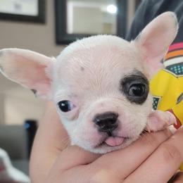 French Bulldogs from Prime_Frenchies