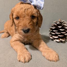 Ada - Red  female Goldendoodle puppy in Rochester, New York from Willowgreen Goldendoodles