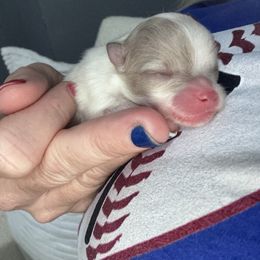 Rains Female - Chocolate merle female Pomeranian puppy in Fayetteville, North Carolina from Tar-heel Poms