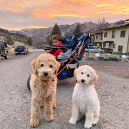 Goldendoodle Puppies from High Desert Goldendoodles