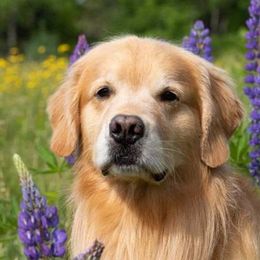 Golden Retrievers from Mitchell Hill Goldens