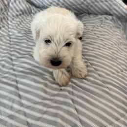 Black collar - White male Miniature Schnauzer puppy in Griggsville, Illinois from Stephenson’s Mini Schnauzer’s