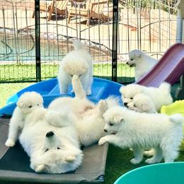 Pink Girl - White female Samoyed puppy in Fallbrook, California from DelMar Dreams Samoyeds