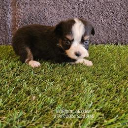 Taylor - Black tri female Toy Australian Shepherd puppy in Snowflake, Arizona from Halfpint Aussies