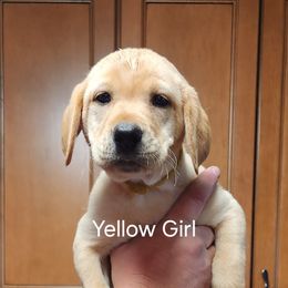 8th Pick Female - Labrador Retriever puppy in Moses Lake, Washington from Kreger Lake Kennels