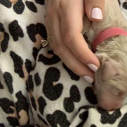 Goldendoodle Puppies from Not Just "Golden" Doodles