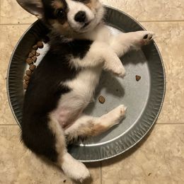 American Corgi and Pembroke Welsh Corgi Puppies from Cascadian Space Coast Corgis LLC