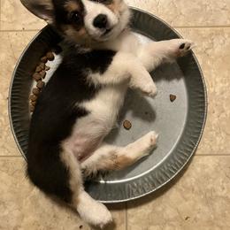 American Corgi and Pembroke Welsh Corgi Puppies from Cascadian Space Coast Corgis LLC