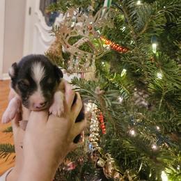Boy 2 - Black white and tan male Collie puppy in Tennessee from Voneida Collies & Corgis