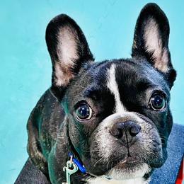 French Bulldogs from Fantastic Frenchies