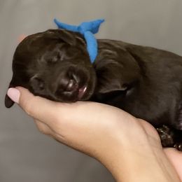 Boy 4 - Chocolate Australian Labradoodle puppy in Tumwater, Washington from South Sound Australian Labradoodles