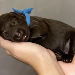Boy 4 - Chocolate Australian Labradoodle puppy in Tumwater, Washington from South Sound Australian Labradoodles