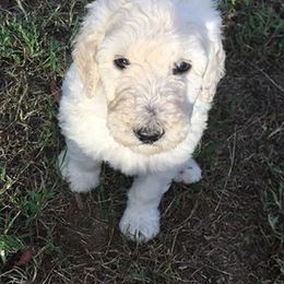Poodle Puppies from Country Road Homestead