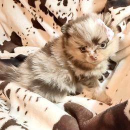 Lainey - Chocolate merle female Pomeranian puppy in Gainesville, Texas from Pomtastic Pomeranians