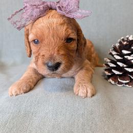 Ada - Red  female Goldendoodle puppy in Rochester, New York from Willowgreen Goldendoodles
