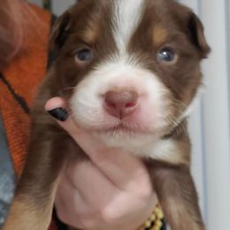 Miniature Australian Shepherd Puppies from Dollie's Aussie Farm