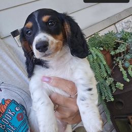 Girl 1 - Piebald female Dachshund puppy in Aurora, Missouri from Baker Farms