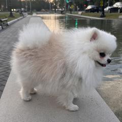 Raja - Pomeranian