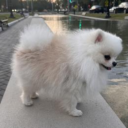 Raja - Pomeranian
