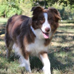 Heidi - Australian Shepherd