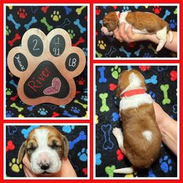 Red Collar - Mahogany and white female Basset Hound puppy in Hamilton, Indiana from Cam’s Country Bassets